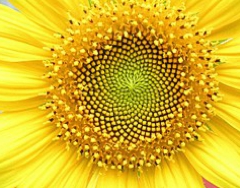 250px-Helianthus_whorl.jpg